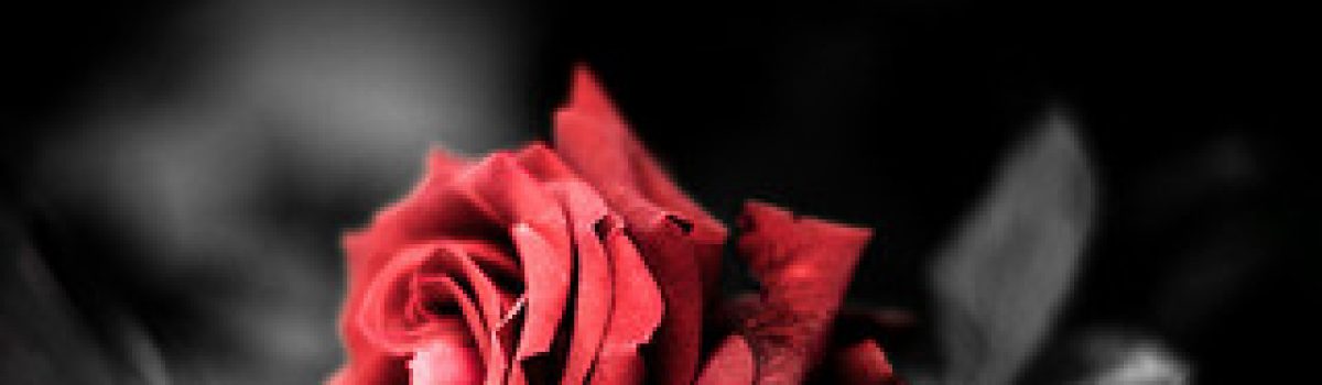 Una rosa es una rosa