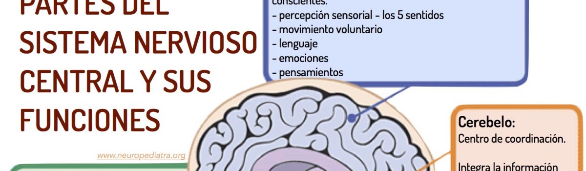 ¿Quién es quién en el sistema nervioso?