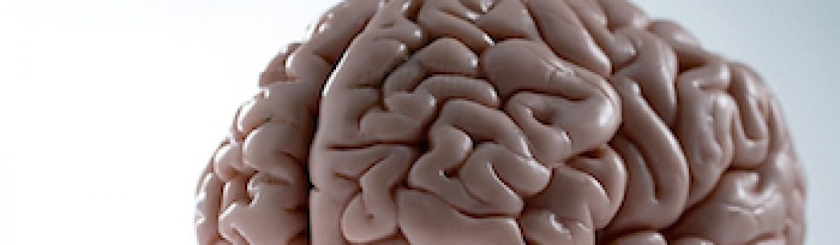 Sinapsis: ¿sabes como se conectan tus neuronas?