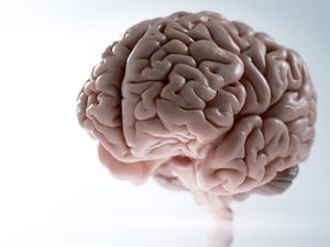 cerebro