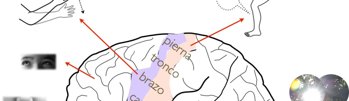 El diagnóstico de la epilepsia