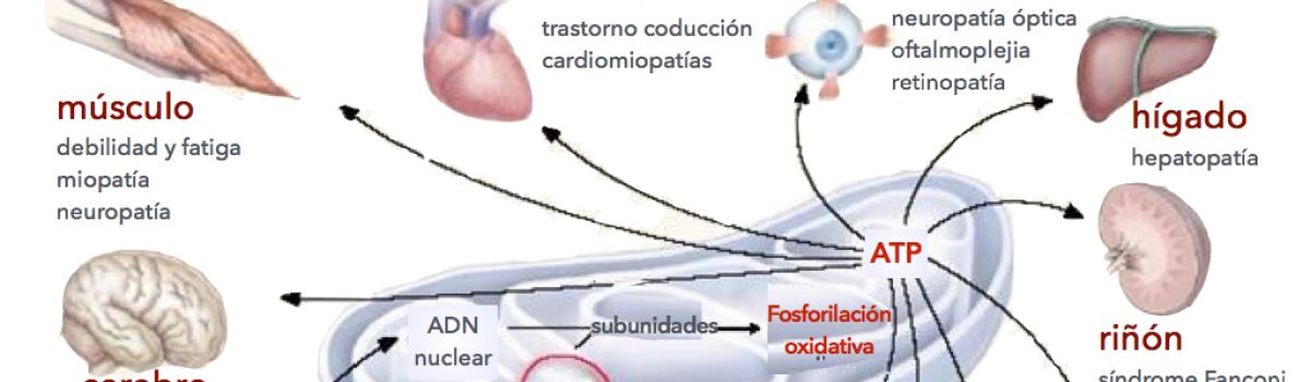 Mitocondrias, enfermedades raras y la madre que las parió