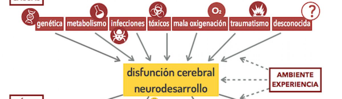 La epilepsia es un trastorno del neurodesarrollo