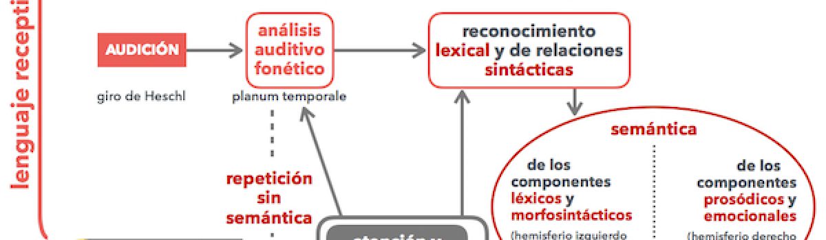 Lenguaje, cognición y conducta