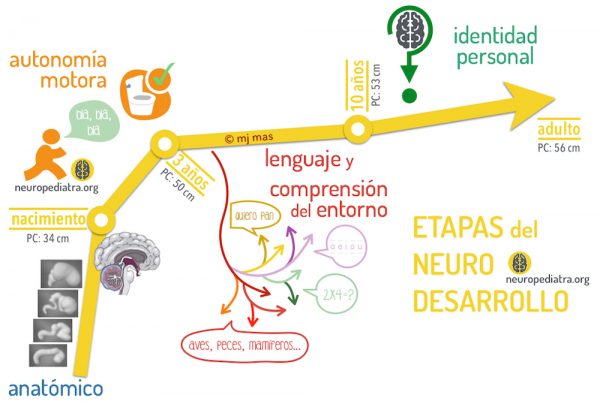 etapas neurodesarrollo