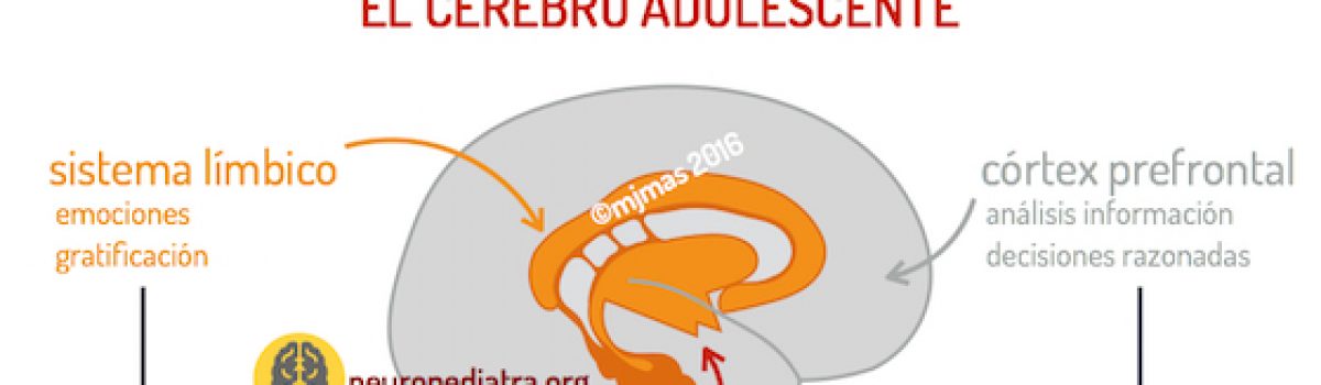 La adolescencia del cerebro