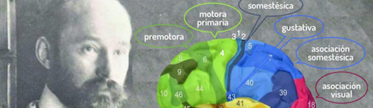 El diccionario cerebral