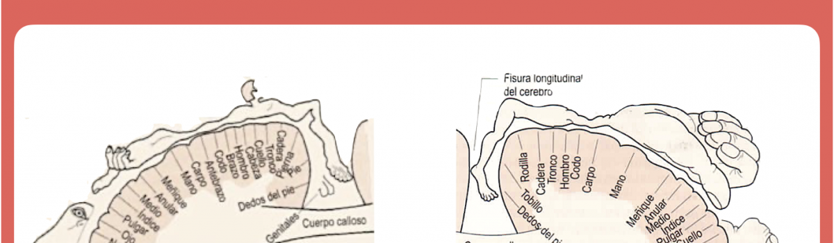 La pinza manual